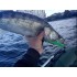 Форма ФінС Фіш (Lunker City Fin-S Fish)